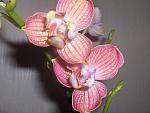     
: HPIM3487.jpg
: 8
:	103.7 
ID:	4783146
