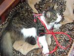     
: Копия DSC01845.jpg
: 15
:	232.6 
ID:	4788043