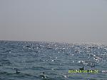     
: SS855869.jpg
: 7
:	129.8 
ID:	4793419