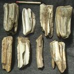     
: hippteethSept04.jpg
: 14
:	154.8 
ID:	4794161