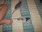     
: IMG_7330.jpg
: 13
:	61.2 
ID:	4794464