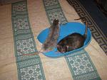     
: IMG_7332.jpg
: 10
:	62.1 
ID:	4794469