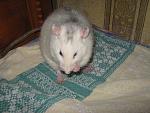     
: IMG_7339.jpg
: 15
:	53.0 
ID:	4794489
