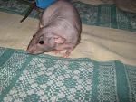     
: IMG_7343.jpg
: 9
:	61.3 
ID:	4794509