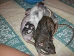     
: IMG_7344.jpg
: 10
:	57.0 
ID:	4794523