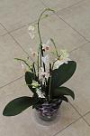     
: IMG_9205.JPG
: 9
:	273.3 
ID:	4798108