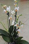     
: IMG_9203.JPG
: 14
:	276.3 
ID:	4798117