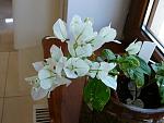     
: white cascade _penelope.jpg
: 5
:	76.4 
ID:	4804717