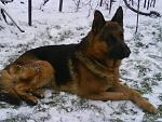     
: Филя снег.JPG
: 15
:	61.2 
ID:	4809052