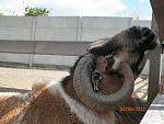     
: 100_0569.jpg
: 11
:	157.6 
ID:	4811107