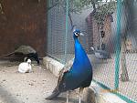    
: 100_0585.jpg
: 7
:	223.2 
ID:	4811109