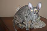     
: DSC_0053.jpg
: 15
:	64.4 
ID:	4819331