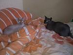     
: 2012-09-12_12-00-47_855_новый разме&.jpg
: 14
:	132.7 
ID:	4824522