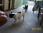     
: 100_4572.jpg
: 10
:	137.0 
ID:	4828001