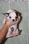     
: IMG_7297.jpg
: 9
:	51.7 
ID:	4829028