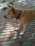     
: IMG_0737.jpg
: 14
:	106.9 
ID:	4842408
