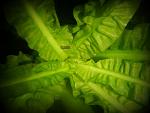     
: DSCN0827.jpg
: 10
:	41.6 
ID:	4849670