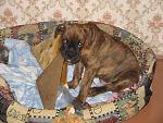     
: IMG_0035.jpg
: 40
:	210.5 
ID:	485198
