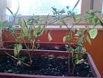     
: 17092012806.jpg
: 5
:	133.9 
ID:	4876732