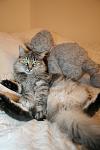     
: IMG_0293.jpg
: 7
:	68.1 
ID:	4892106