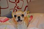     
: IMG_1480.jpg
: 9
:	83.1 
ID:	4894190