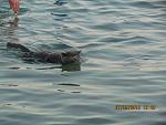     
: IMG_0616.jpg
: 12
:	117.0 
ID:	4894233