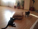     
: Фото0071.jpg
: 19
:	101.3 
ID:	4898340