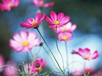     
: mflowers2.jpg
: 32
:	18.7 
ID:	4915178