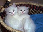     
: attachment.php.jpg
: 4
:	104.1 
ID:	4915306