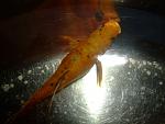     
: DSCF4487.JPG
: 24
:	109.5 
ID:	4919848