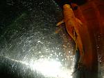     
: DSCF4481.JPG
: 19
:	104.5 
ID:	4919850
