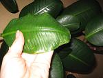     
: IMG_5493.jpg
: 27
:	104.1 
ID:	4922368