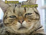     
: nasmork-zamuchil_1287331915.jpg
: 10
:	40.5 
ID:	4928953