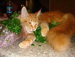     
: DSC04292.jpg
: 4
:	145.5 
ID:	4933463