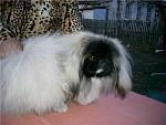     
: post-3145-1252012472_thumb.jpg
: 6
:	15.5 
ID:	4938232