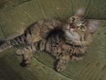     
: IMG_0448.jpg
: 25
:	162.9 
ID:	4944583