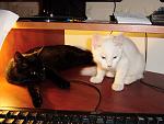     
: oqQcCyvUwXg.jpg
: 8
:	186.9 
ID:	4945486
