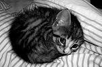     
: YChr_GDp470.jpg
: 6
:	49.8 
ID:	4959768