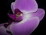     
: 20121005_183650.jpg
: 8
:	91.3 
ID:	4979289