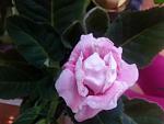     
: 20120923_164141.jpg
: 11
:	70.2 
ID:	4979290