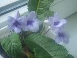     
: DSCF5143.jpg
: 22
:	115.5 
ID:	497961