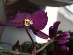     
: P1010004.jpg
: 4
:	112.5 
ID:	4997406