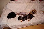     
: DSC09068.jpg
: 4
:	123.9 
ID:	5001872
