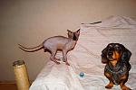     
: DSC09038.jpg
: 4
:	103.7 
ID:	5001874