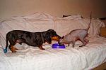     
: DSC09008.jpg
: 4
:	110.8 
ID:	5001876