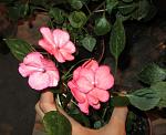     
: IMG_3520.jpg
: 6
:	127.3 
ID:	5002223