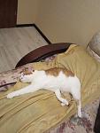    
: IMG_0600.jpg
: 9
:	69.4 
ID:	5002336