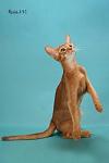     
: IMG_9350 (1).jpg
: 34
:	31.8 
ID:	501836