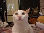     
: DSC07858.jpg
: 13
:	71.3 
ID:	5019609