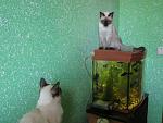     
: getImage.jpg
: 9
:	69.8 
ID:	5025413